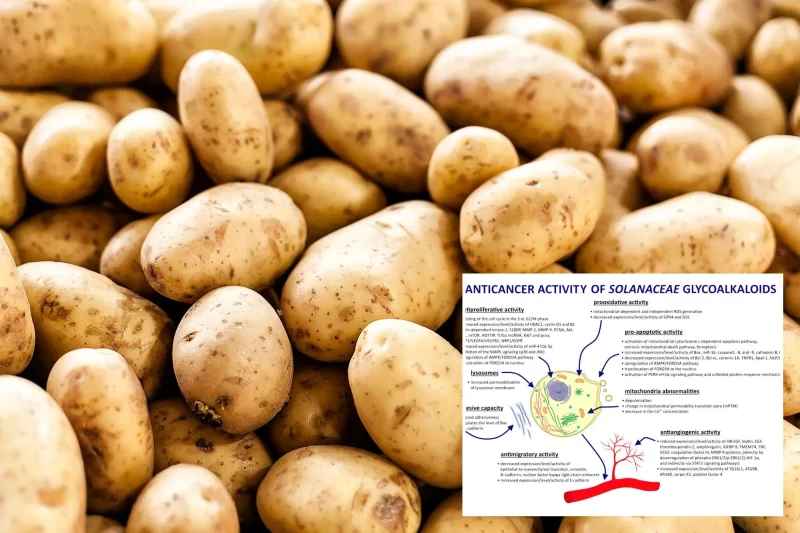 اكتشاف مركب قوي في البطاطس يعالج السرطان