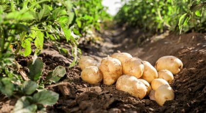 أشعة الشمس تحول البطاطس الخضراء إلى خطر سام