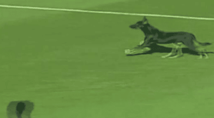 لقطة طريفة لكلب يقتحم ملعب ويوقف المباراة