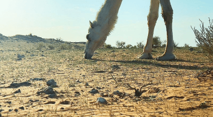 الرِمْث نبات من الماضي يواجه التصحر وله فوائد عديدة