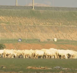 انتشار الإبل في مواقع ظهور الربيع نوع من الرعي الجائر