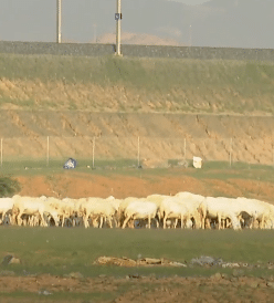 انتشار الإبل في مواقع ظهور الربيع نوع من الرعي الجائر