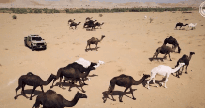 ضبط 101 مخالف لنظام البيئة خلال أسبوع