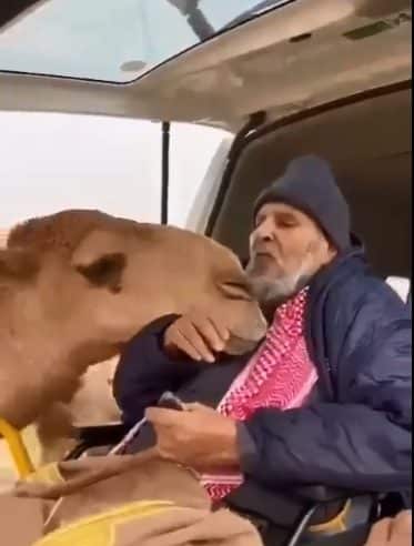 ناقة تستقبل صاحبها بالعناق بعد أن أبعده المرض عنها