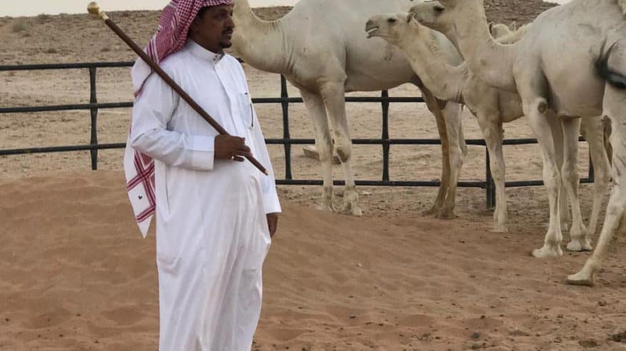 متنافسون يستعدون للدورة الثامنة في مهرجان الإبل