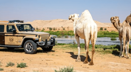 الإطاحة بـ10 مواطنين و4 سودانيين ارتكبوا مخالفات رعي