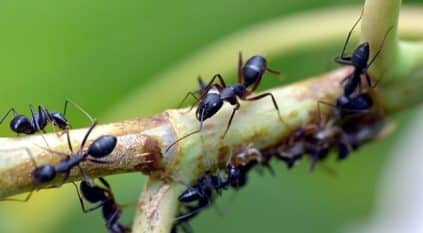 النمل وسيلة فعَّالة لاكتشاف السرطان