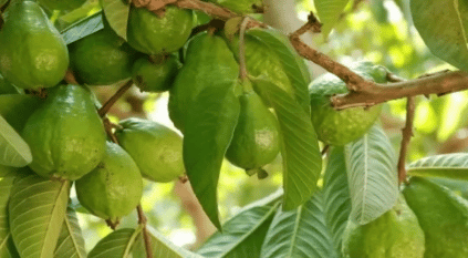 فوائد أوراق الجوافة في مكافحة الأمراض