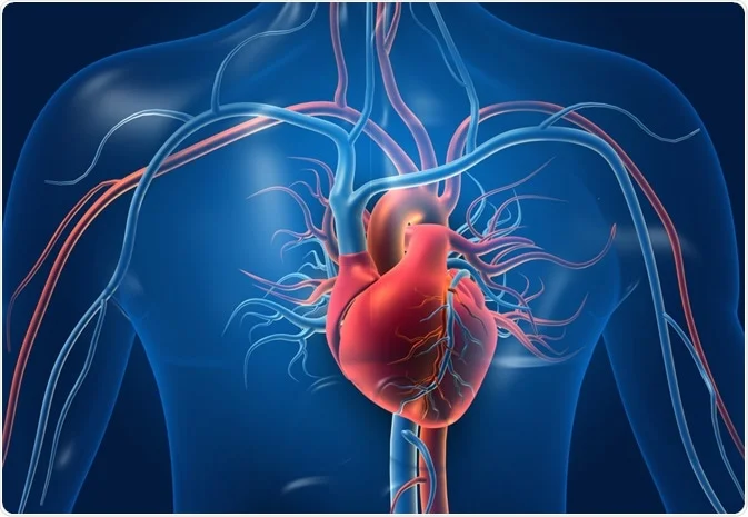 اختبار سريع ومجاني يكشف العمر الحقيقي لـ القلب (2)