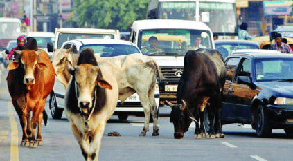سجن مسلم هندي مدى الحياة بسبب قطيع من البقر