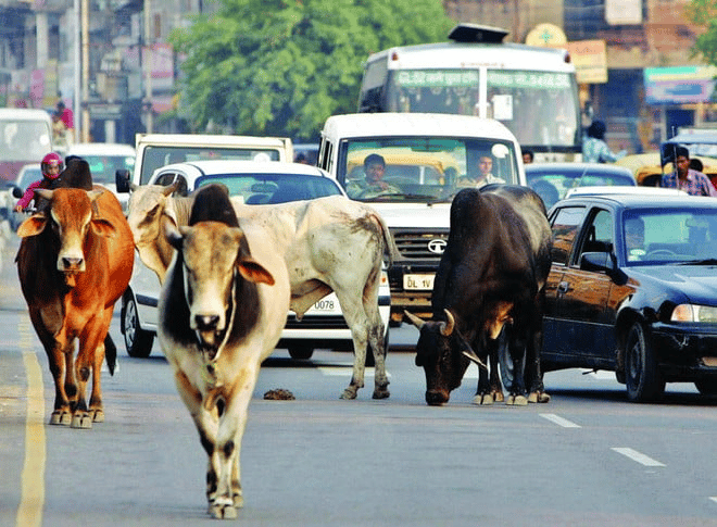 سجن مسلم هندي مدى الحياة بسبب قطيع من البقر