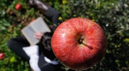 قصة تفاحة نيوتن والجاذبية خرافة