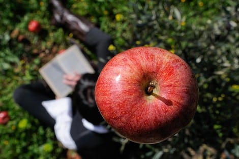 قصة تفاحة نيوتن والجاذبية خرافة