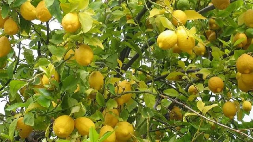 البيئة تبدأ تنفيذ المرحلة الأولى لزراعة 49 مليون شجرة فاكهة وليمون