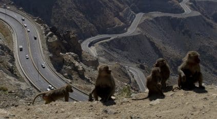 عدد هائل من القردة تغزو أحد الطرق بالسعودية