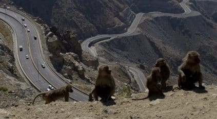 شخص يلقي بقرد بابون من مرتفع جبلي بعد ضربه وتعذيبه!