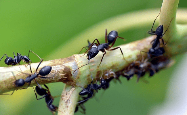 النمل وسيلة فعالة لتشخيص مرضى السرطان
