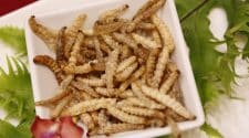 أسباب لجوء أوروبا لاستخدام مسحوق الحشرات ببعض المنتجات الغذائية