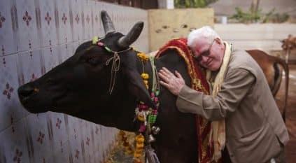الهند تتجه لتغير مسمى عيد الحب إلى عناق البقرة