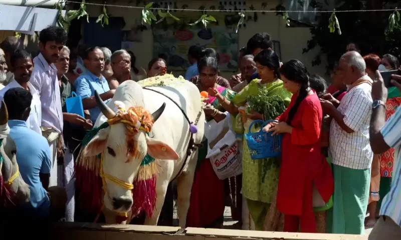 مطلب حكومي في الهند بتغيير مسمى يوم الحب إلى عناق البقرة