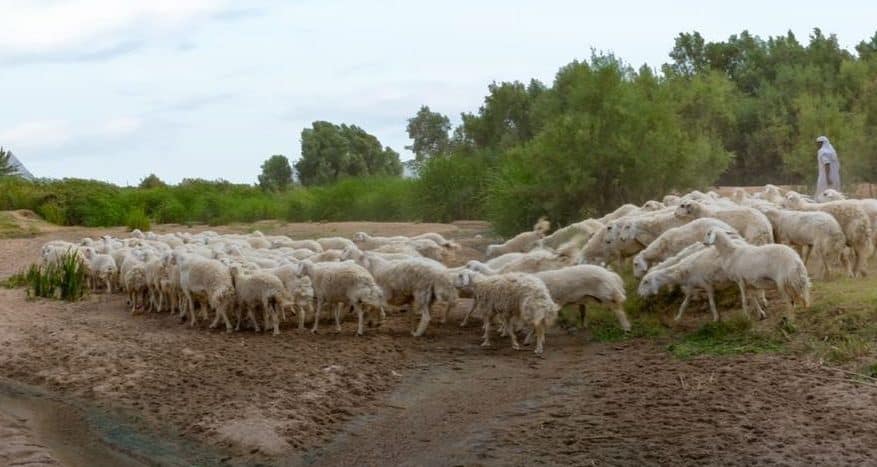 البيئة: أربعة أضرار رئيسة للرعي الجائر على أراضي المملكة