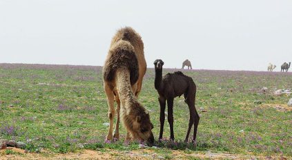 الرعي مُضرّ بالمراعي في حالتين