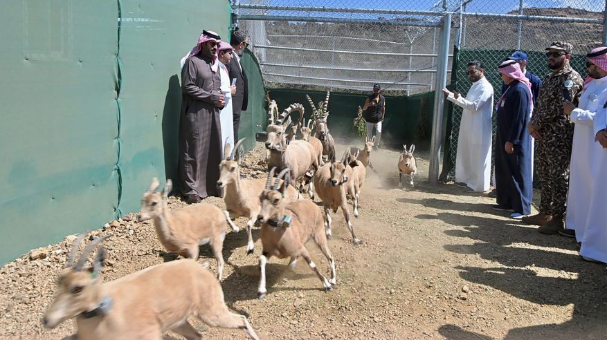 إطلاق 23 وعلًا جبليًا لبيئتها الطبيعية بالسودة