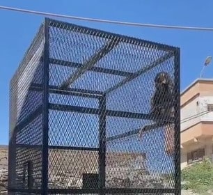 مواطن يبتكر طريقة لاصطياد قرد البابون