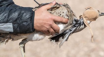 تثبيت أجهزة تتبع على طيور حبارى برية في محمية الإمام سعود