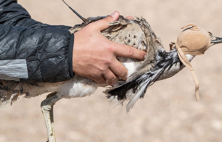 تثبيت أجهزة تتبع على طيور حبارى برية في محمية الإمام سعود