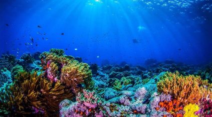 مسح بحثي لتوثيق حالة الشعاب المرجانية في البحر الأحمر
