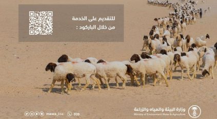 البيئة: مهلة لعودة إبل ومواشي الرعي المملوكة لغير السعوديين إلى دولهم