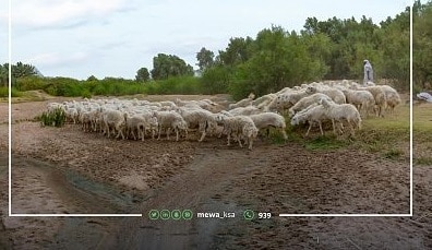 البيئة تحذر من الرعي الجائر وتدعو للحفاظ على الغطاء النباتي