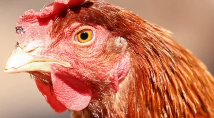 سلالة جديدة لإنفلونزا الطيور أسوأ 100 مرة من كورونا