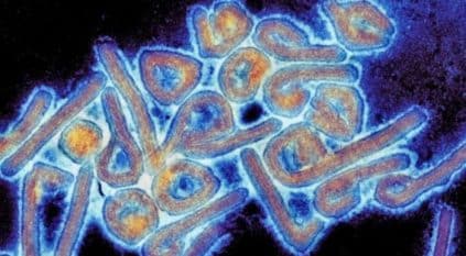 فيروس ماربورغ الفتاك يثير قلق الصحة العالمية