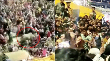 لقطات صادمة لثور يهاجم تجمعًا دينيًا ويصيب 14 بالهند