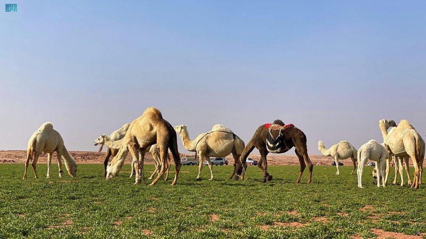 البيئة: الأنظمة لا تسمح بتداول بيع أو شراء ملكية الإبل غير المرقمة