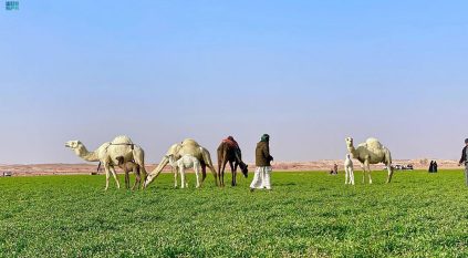 ربيع استثنائي في السعودية هذه السنة