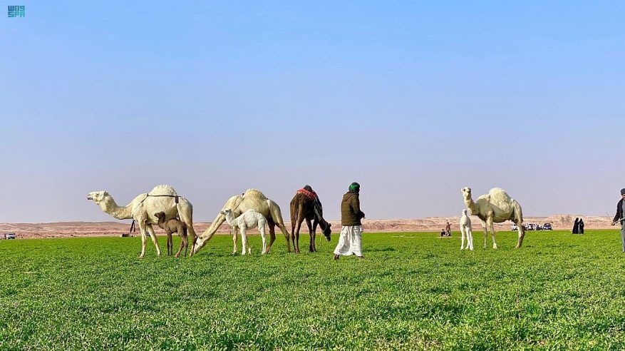 ربيع استثنائي في السعودية هذه السنة