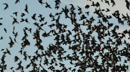 تفسيرات مثيرة لأسراب طيور تغزو المكسيك