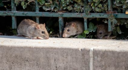 لقطات صادمة لتفشي الفئران في ضواحي باريس 