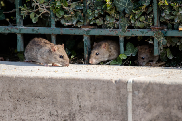 لقطات صادمة لتفشي الفئران في ضواحي باريس 