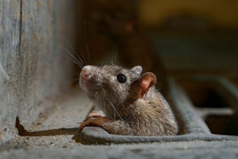 لقطات صادمة لتفشي الفئران في مدينة باريس 