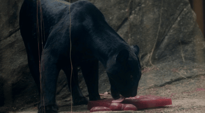 حديقة برازيلية تقدم للحيوانات آيس كريم بنكهة الدم لمواجهة الحر