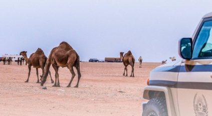 الإطاحة بـ 65 مخالفًا لارتكابهم مخالفات رعي