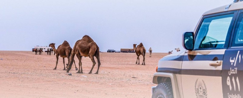 الأمن البيئي يضبط 21 مخالفًا بسبب انتهاكات الرعي