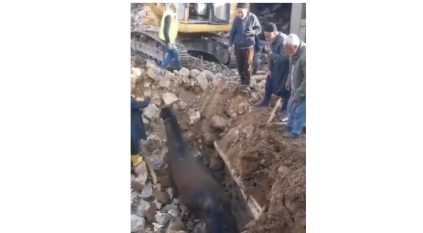 مشهد مذهل.. إنقاذ حصان بعد 20 يومًا تحت أنقاض زلزال تركيا