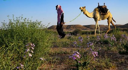 الأخضر يكسو الفياض والشعبان بتبوك مع بواكير بداية الربيع