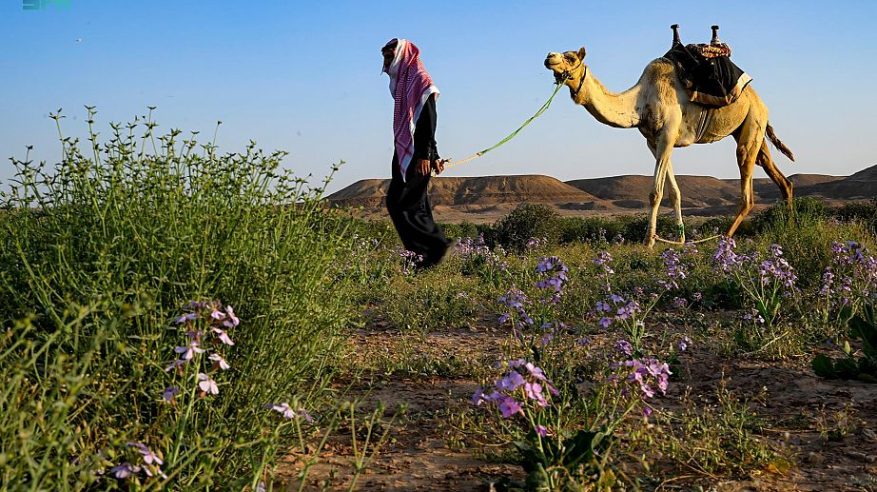 الأخضر يكسو الفياض والشعبان بتبوك مع بواكير بداية الربيع