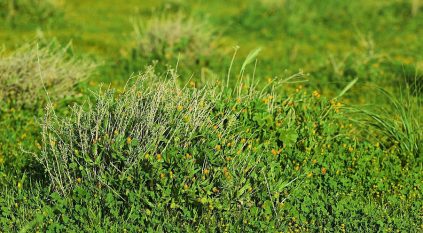 لوحات من وحي الطبيعة تزين رفحاء وتزيدها بهجة وجمالًا